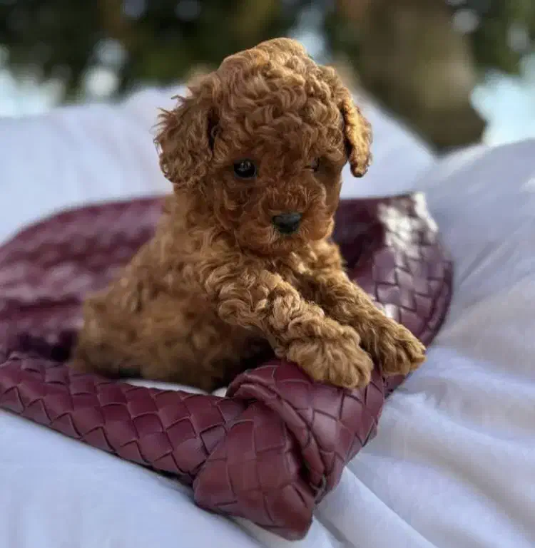 پودل|سگ|تهران, اوین|دیوار