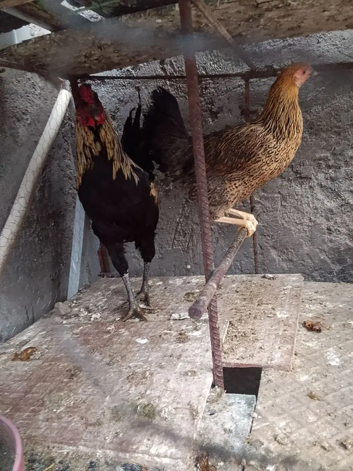 خروس|حیوانات مزرعه|فهرج, |دیوار