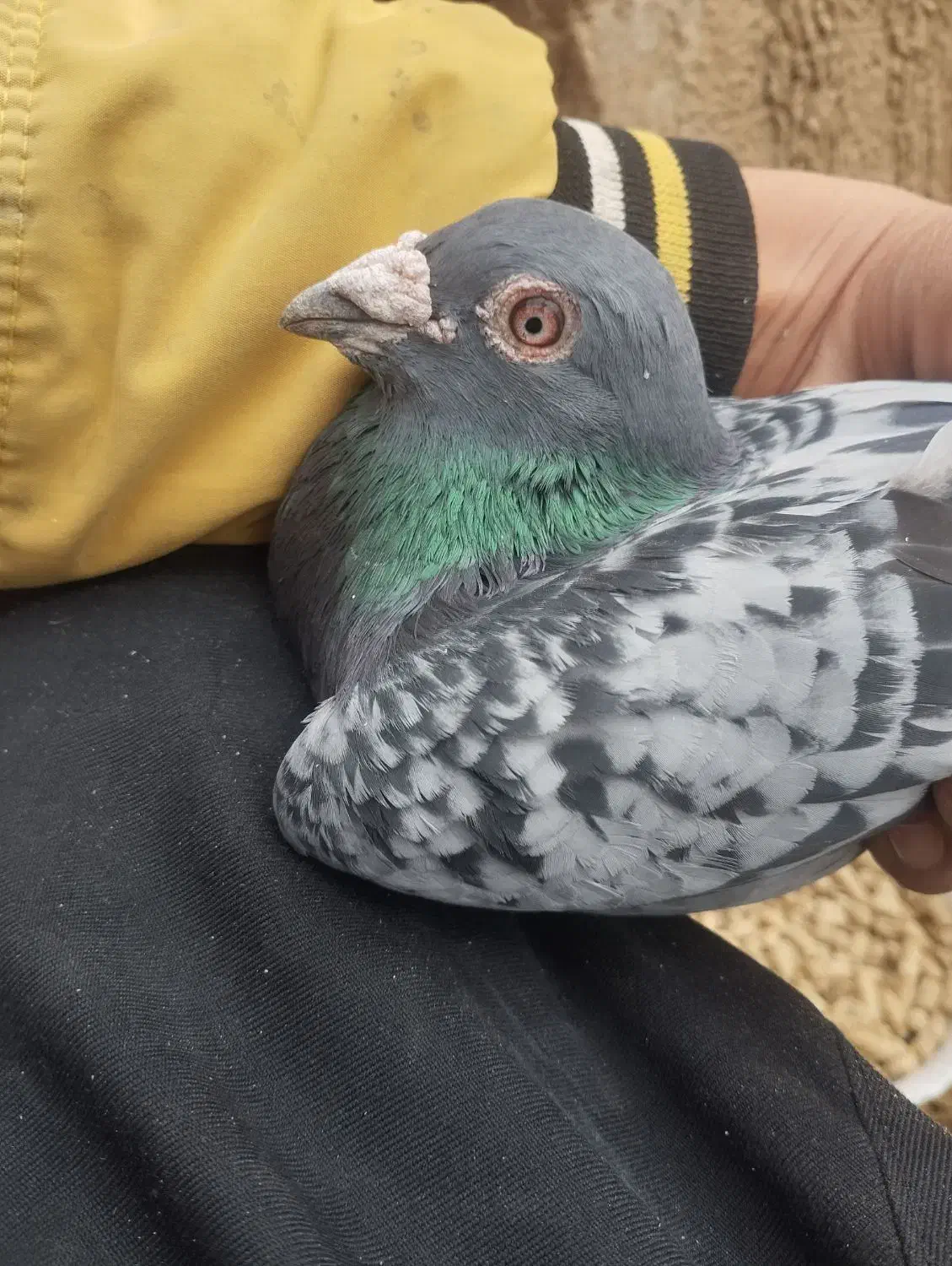 پلاکی مسافتی|پرنده|ملکان, |دیوار