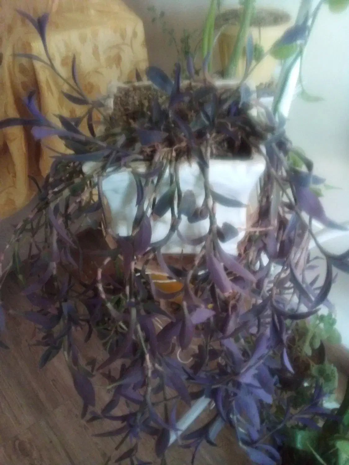 گلدان طبیعی|گل و گیاه طبیعی|خسروشاه, |دیوار