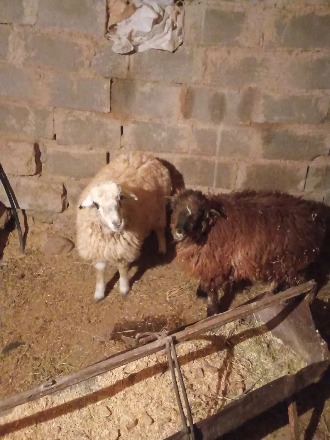 بره|حیوانات مزرعه|سده (خراسان جنوبی), |دیوار