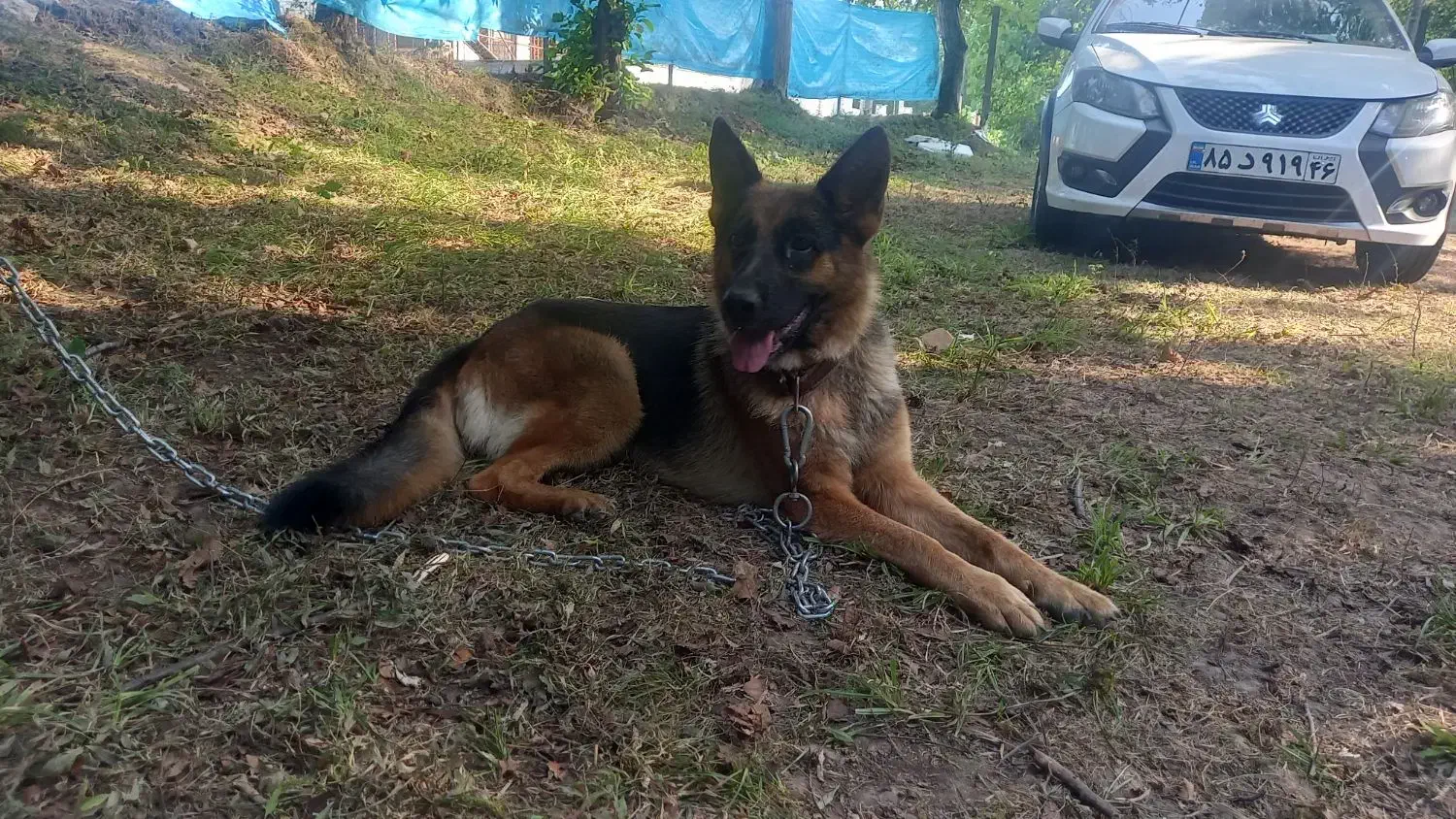 ژرمن ماده یکونیم ساله|سگ|رشت, جانبازان|دیوار