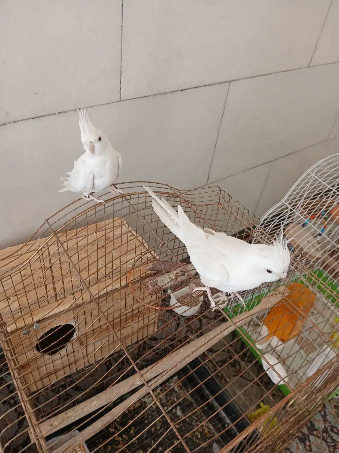 عروس هلندی البینو|پرنده|شیراز, میانرود|دیوار