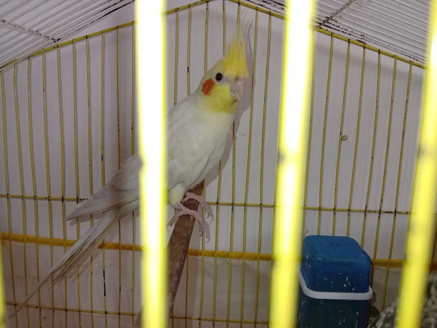 فروش پرنده|پرنده|تربت‌حیدریه, قائم|دیوار