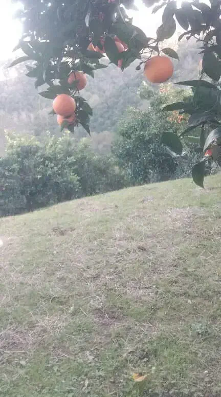 زمین باغی|فروش زمین و ملک کلنگی|واجارگاه, |دیوار