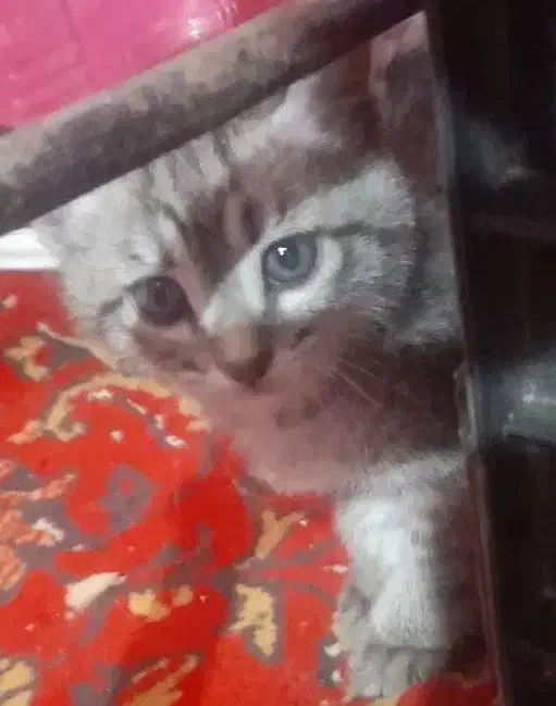 بچه گربه رایگان|گربه|زابل, |دیوار