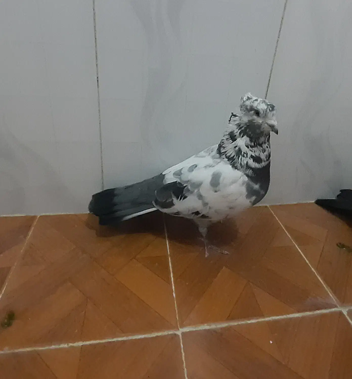 کبوتر|پرنده|قم, زنبیل آباد|دیوار