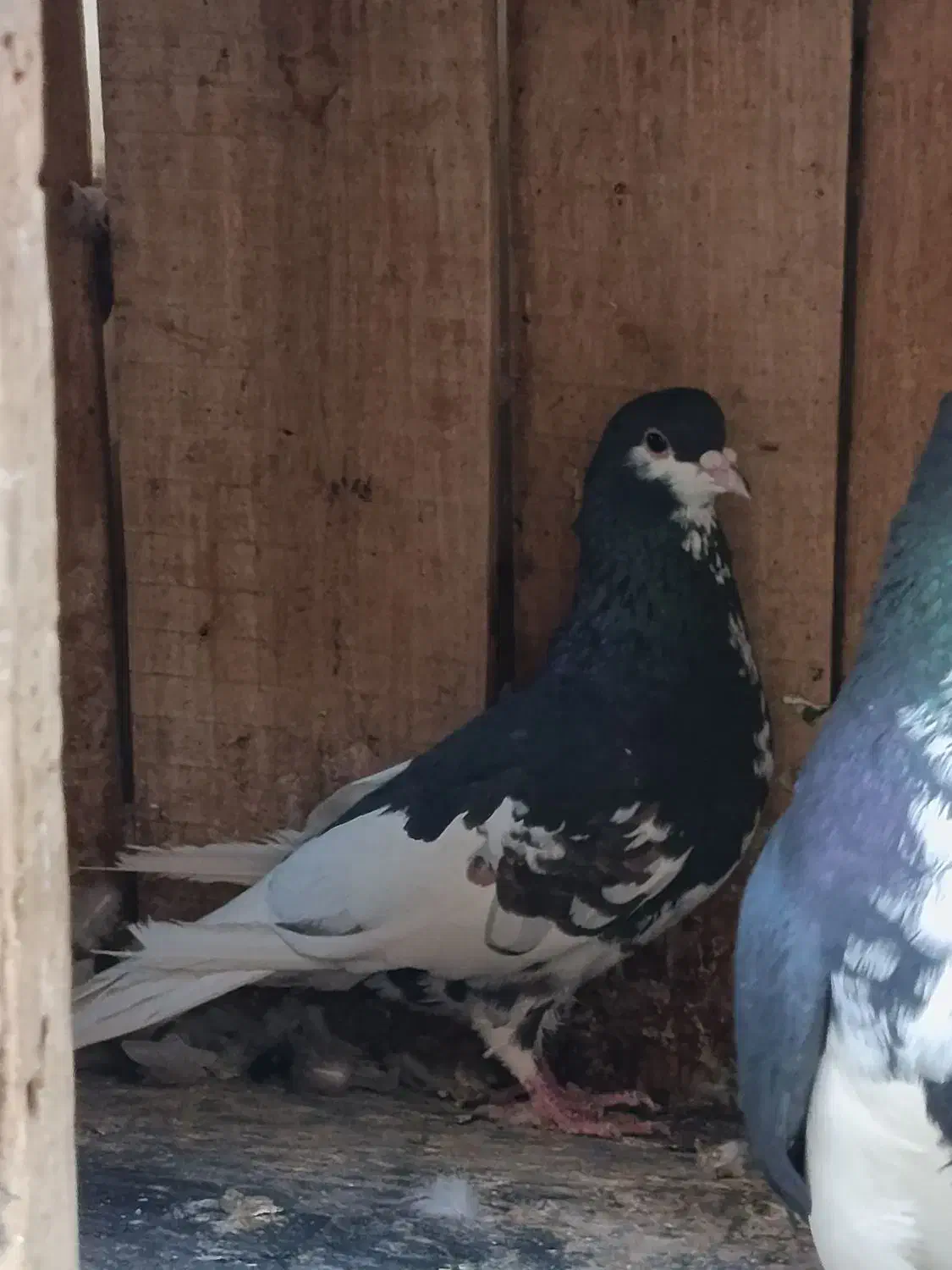 فروش ۲جفت شهری و یال|پرنده|شیراز, شهرک صدا و سیما|دیوار