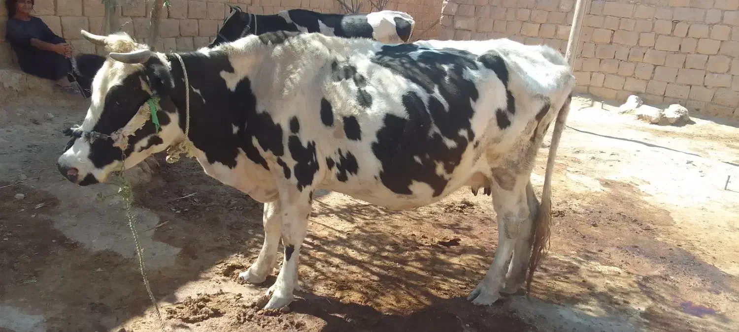 گاو دو ماه ابستن|حیوانات مزرعه|کوهنانی, |دیوار