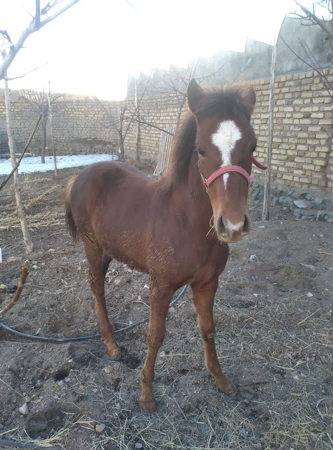 کره اسب نریان|اسب و تجهیزات اسب‌سواری|زنجان, |دیوار