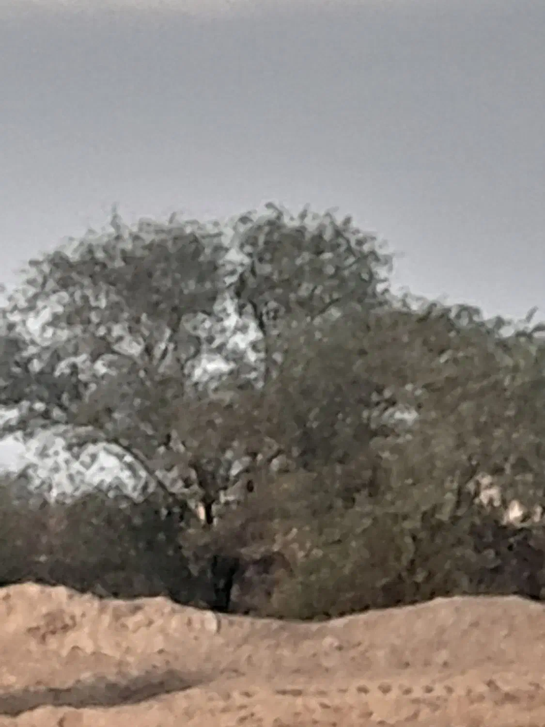 خریدانواع چوب میوه و چوب جنگلی مورت کهوراولالیپتوس|خدمات باغبانی و درختکاری|اهواز, کوی فرهنگیان ۱|دیوار