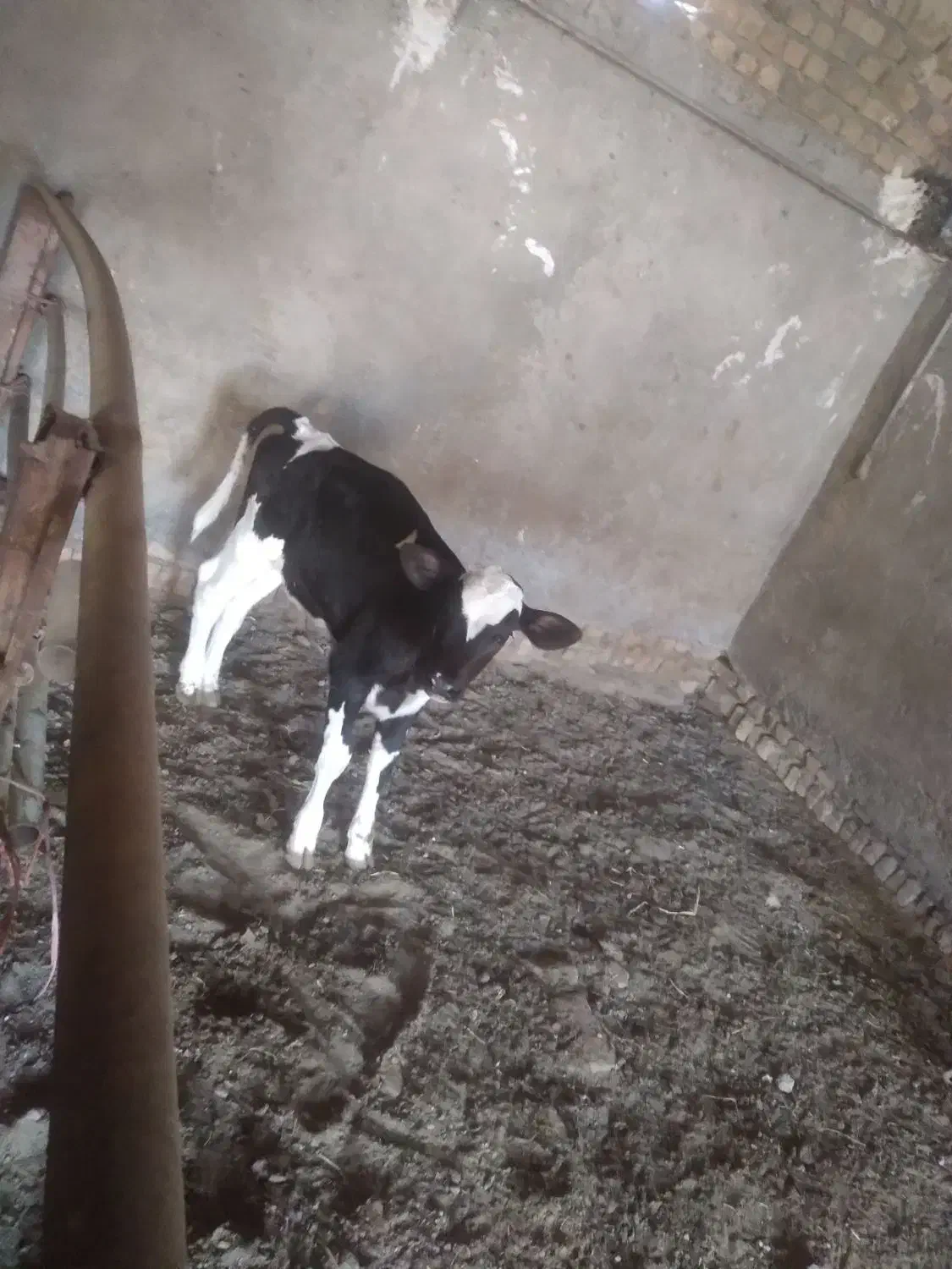 س تا جوانه دوتا ۵ وچهار ماهه یکی ۳ ماه کمتر|حیوانات مزرعه|اسحاق آباد, |دیوار