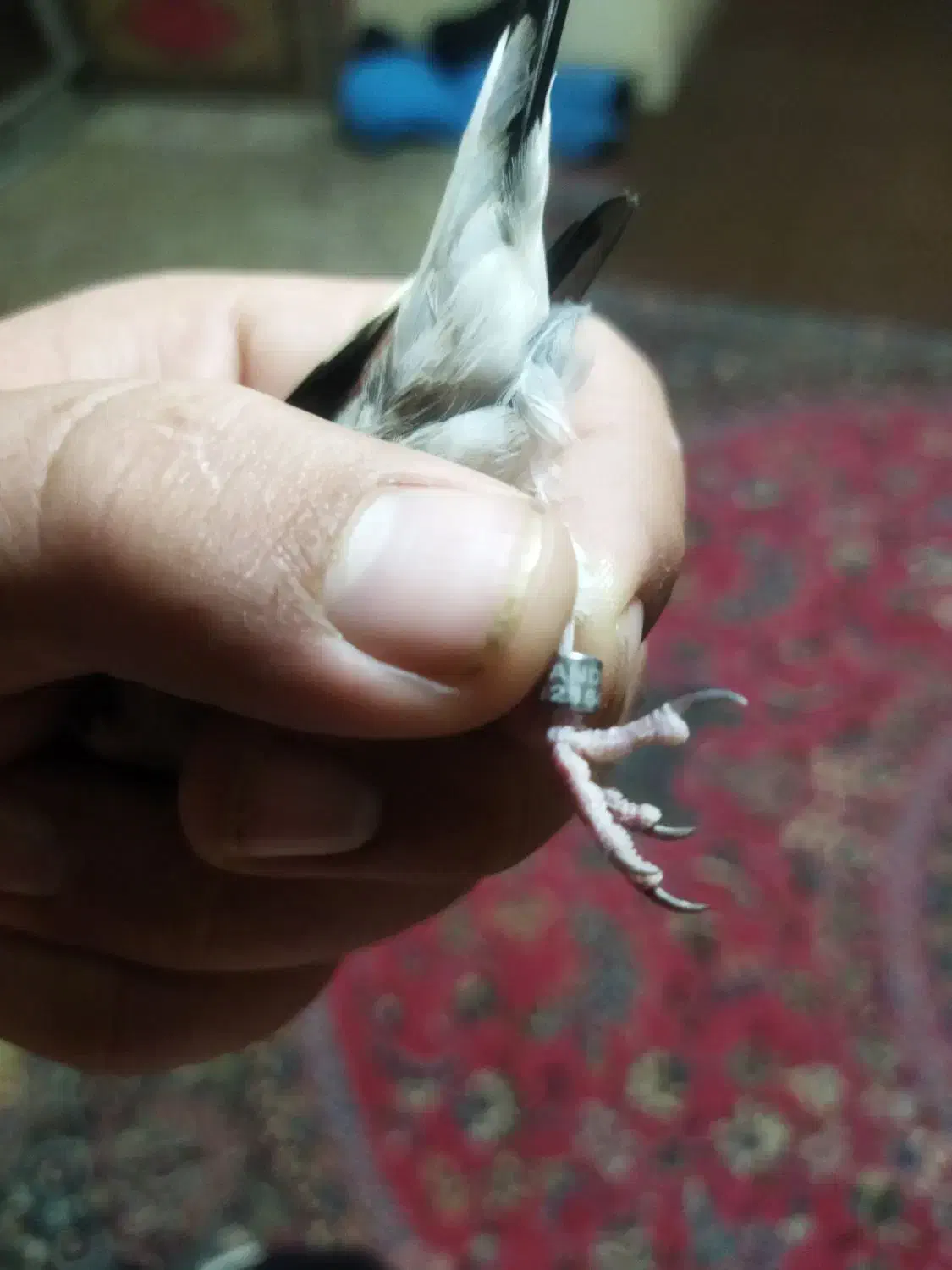 جوجه سهره|پرنده|ساوه, |دیوار