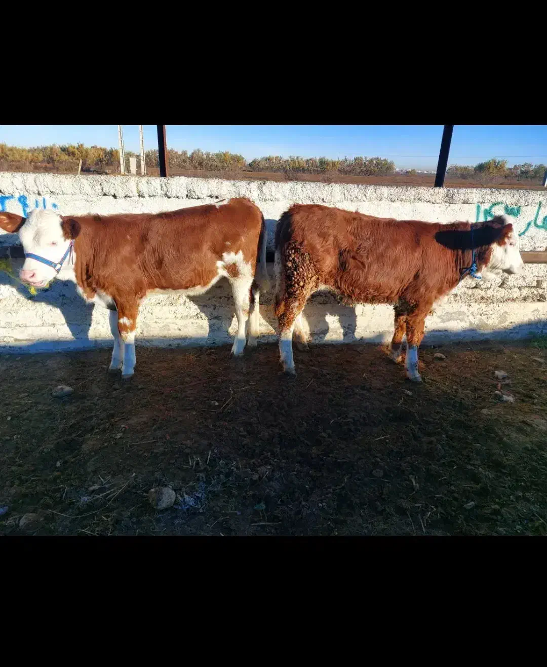 گاو وگوساله|حیوانات مزرعه|اردکان, |دیوار