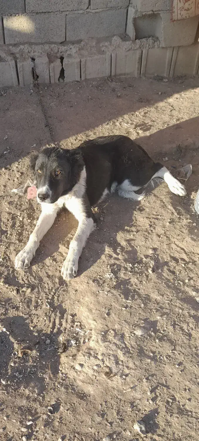 توله نر چمبر|سگ|شهرضا, |دیوار