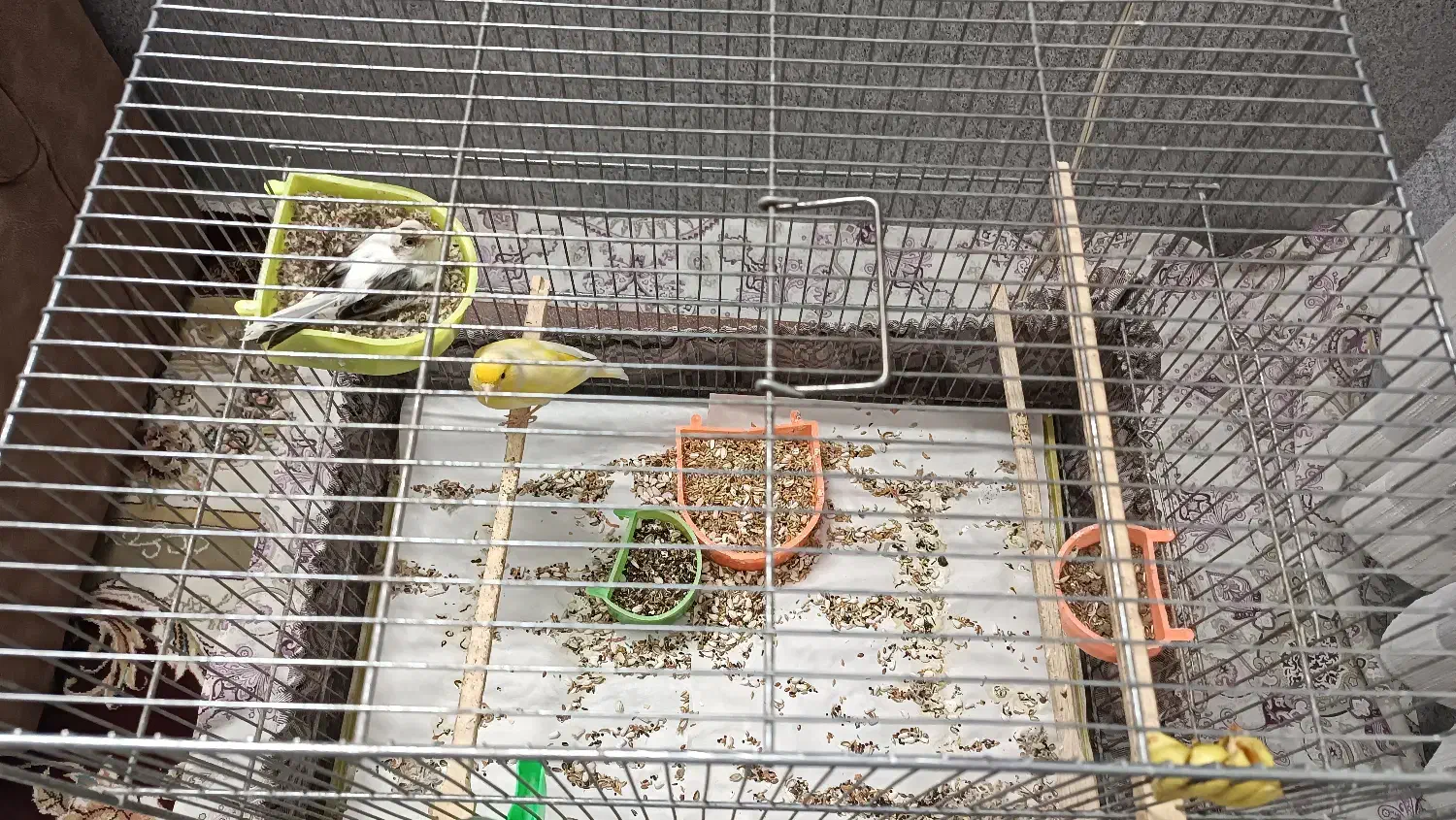 قناری یه جفت|پرنده|قم, حنیف نژاد|دیوار