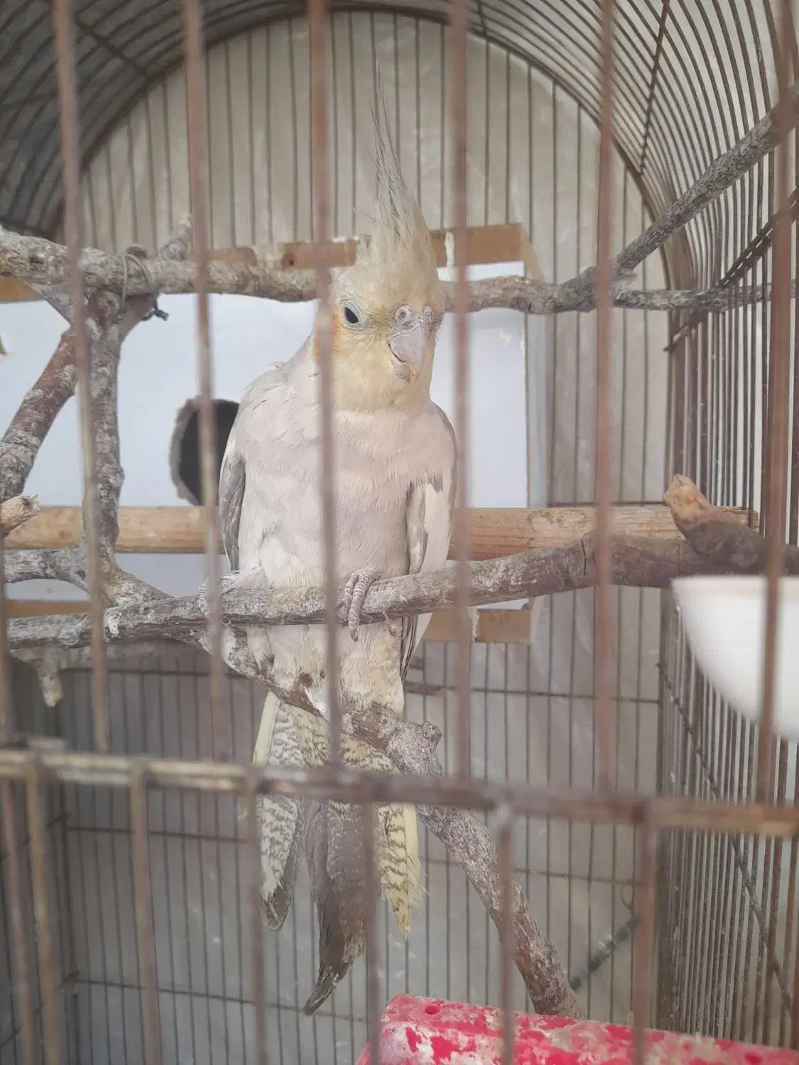 عروس هلندی ماده روی ۵ تخم|پرنده|یاسوج, |دیوار