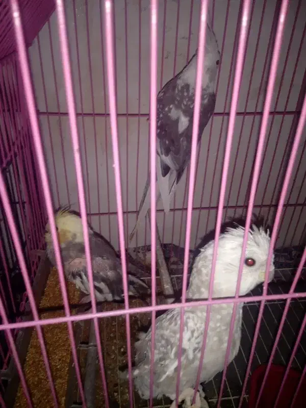 مرغ مینا|پرنده|رامیان, |دیوار