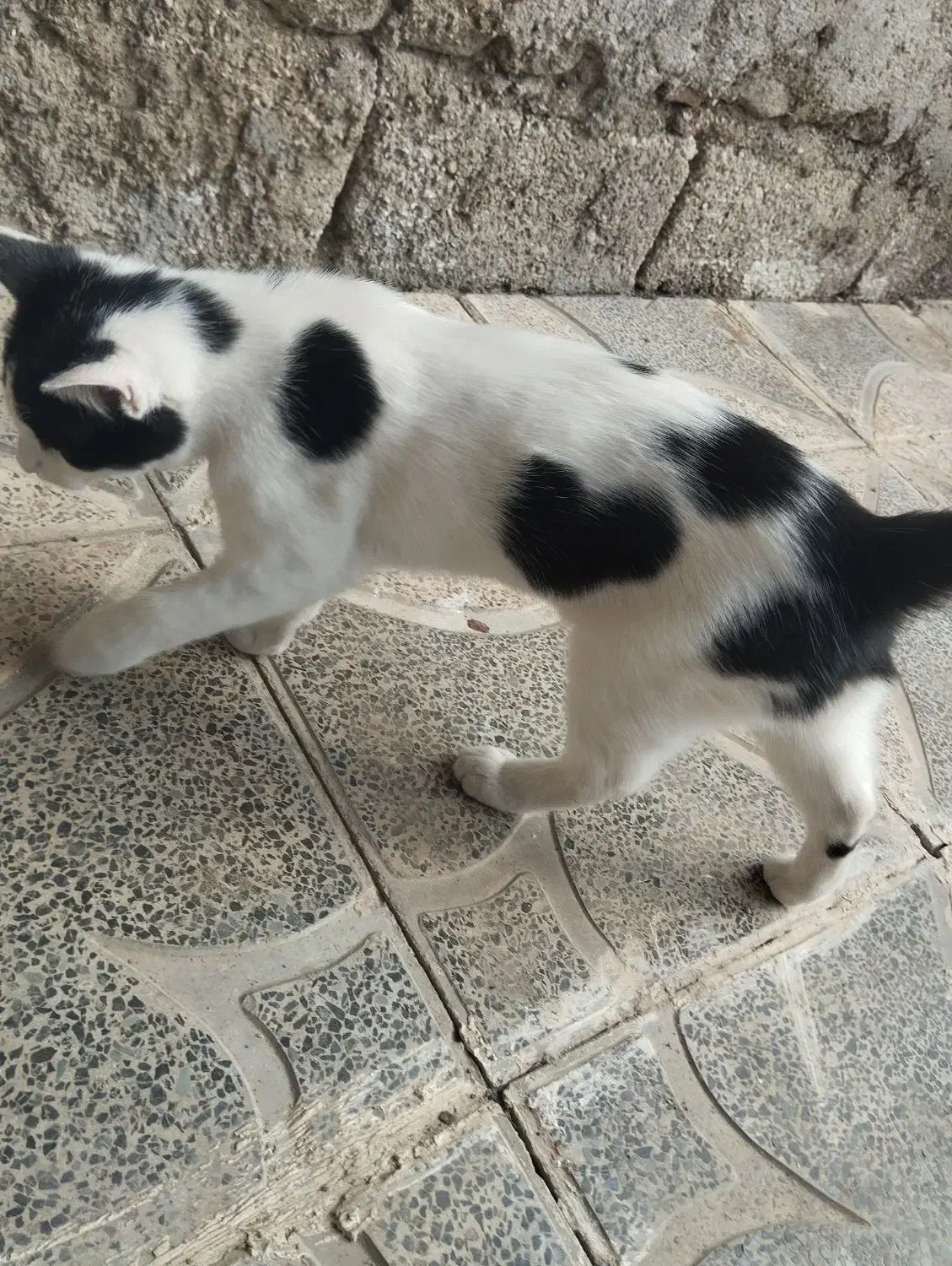 بچه گربه نر|گربه|آزادشهر, |دیوار