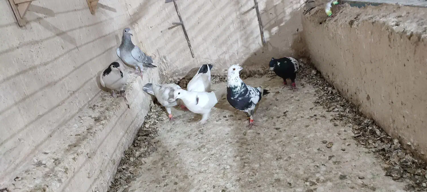 کفتر گرفتنی|پرنده|کاشمر, |دیوار