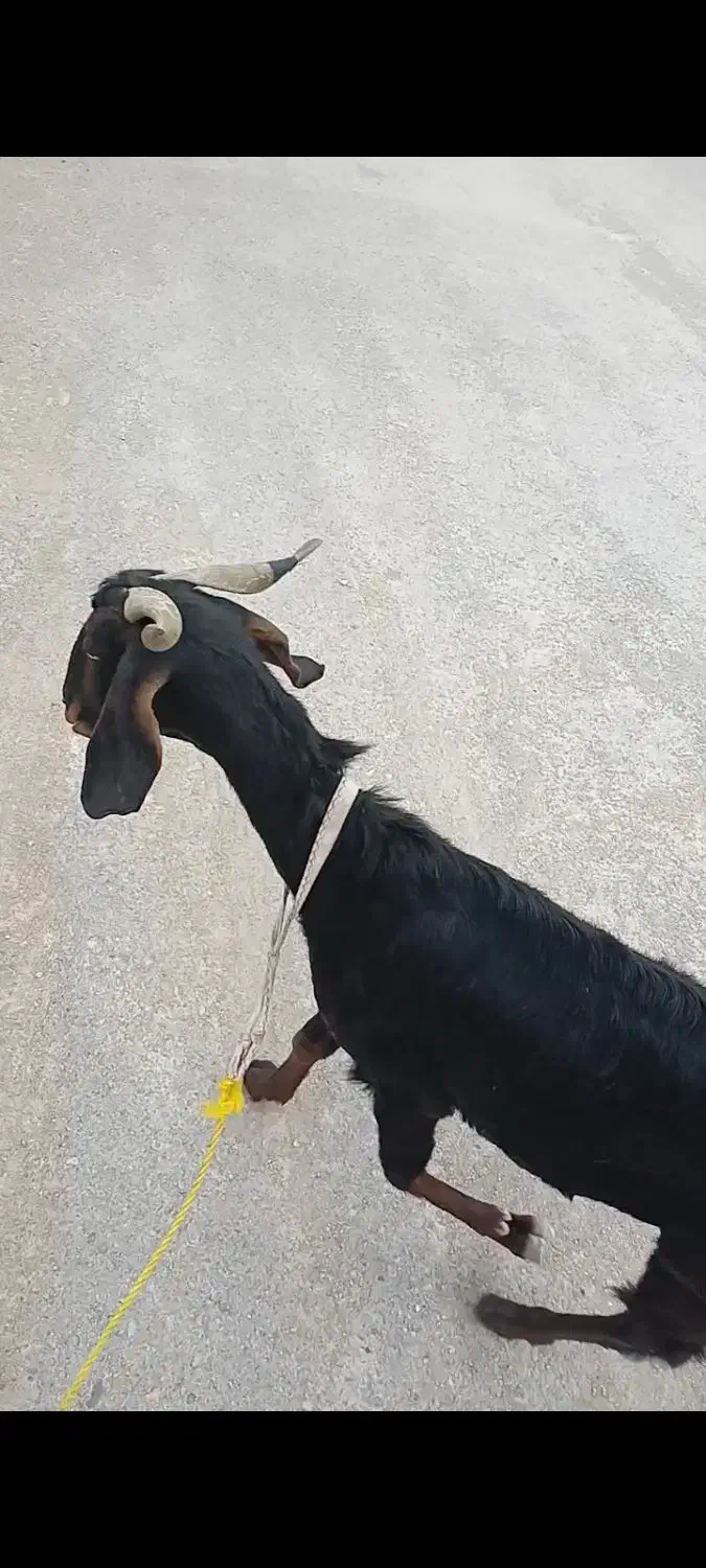 بز ابستن|حیوانات مزرعه|امیدیه, |دیوار