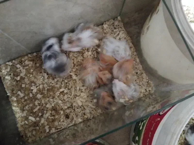 سلام همستر نر و ماده دارم قیمت فقط 120تومن دونی|موش و خرگوش|بوشهر, |دیوار