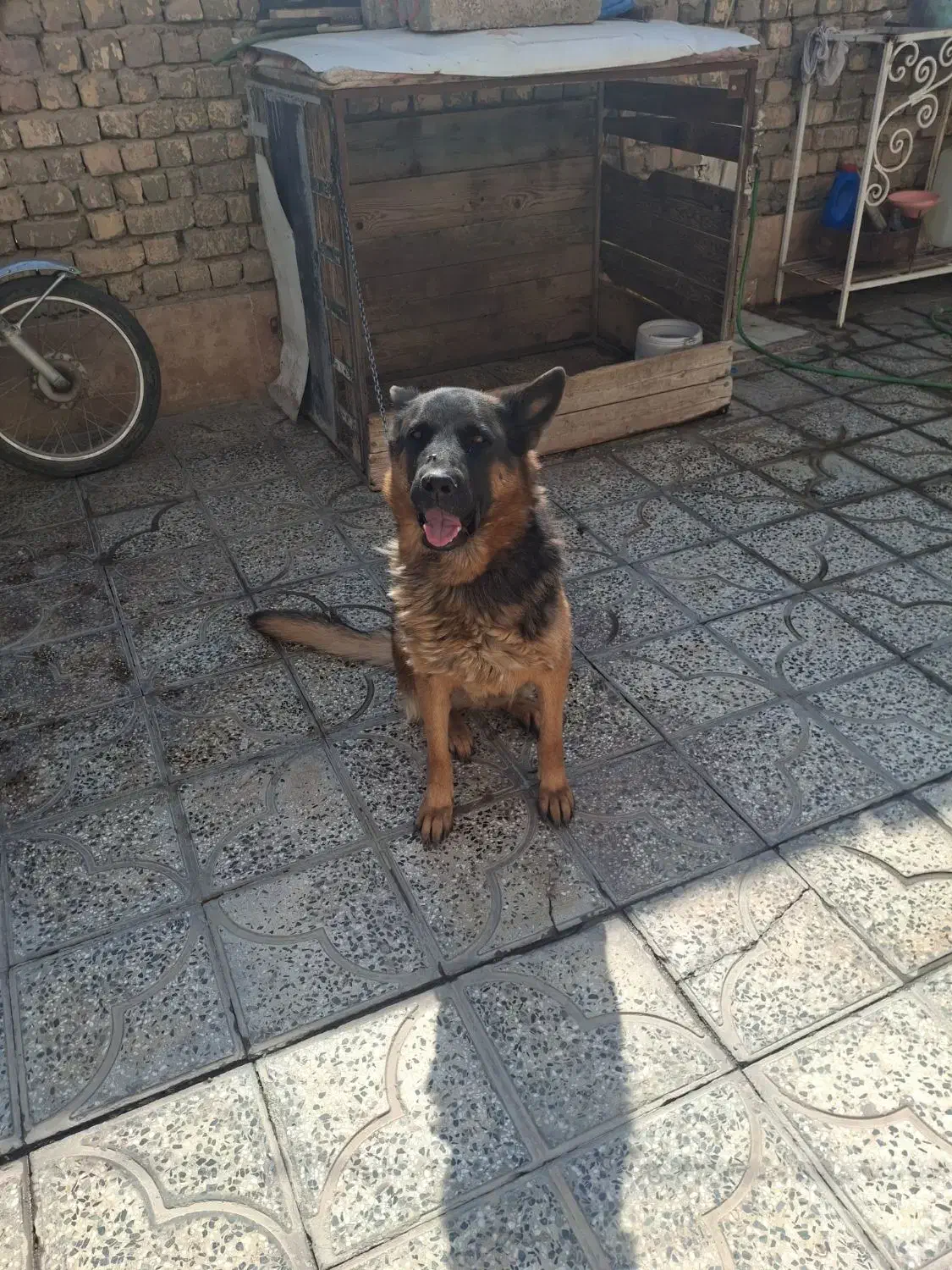 ماده ژرمن شیپر شیب استاندارد اموزش دیده|سگ|شاهینشهر, گزبرخوار|دیوار