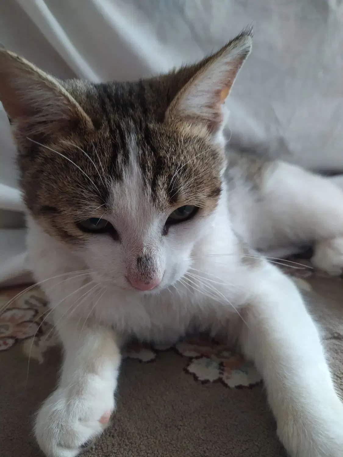 گربه|گربه|شیروان (خراسان), |دیوار