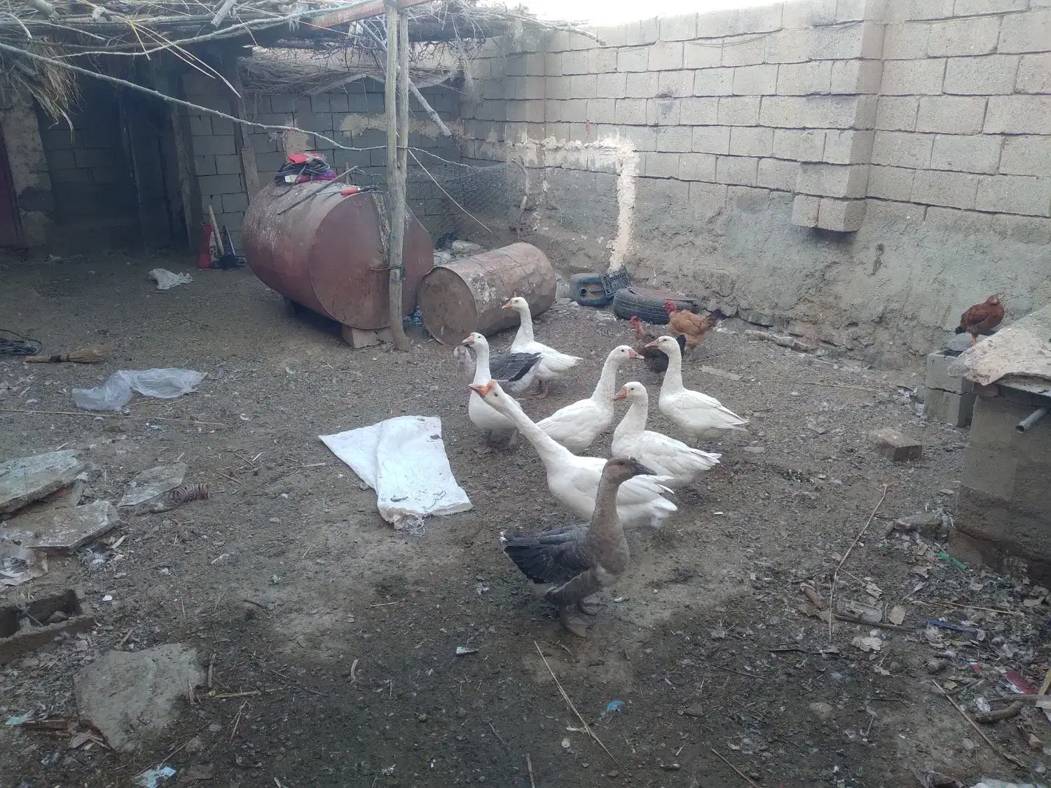 ۷عدد قوقاز|حیوانات مزرعه|میاندوآب, |دیوار