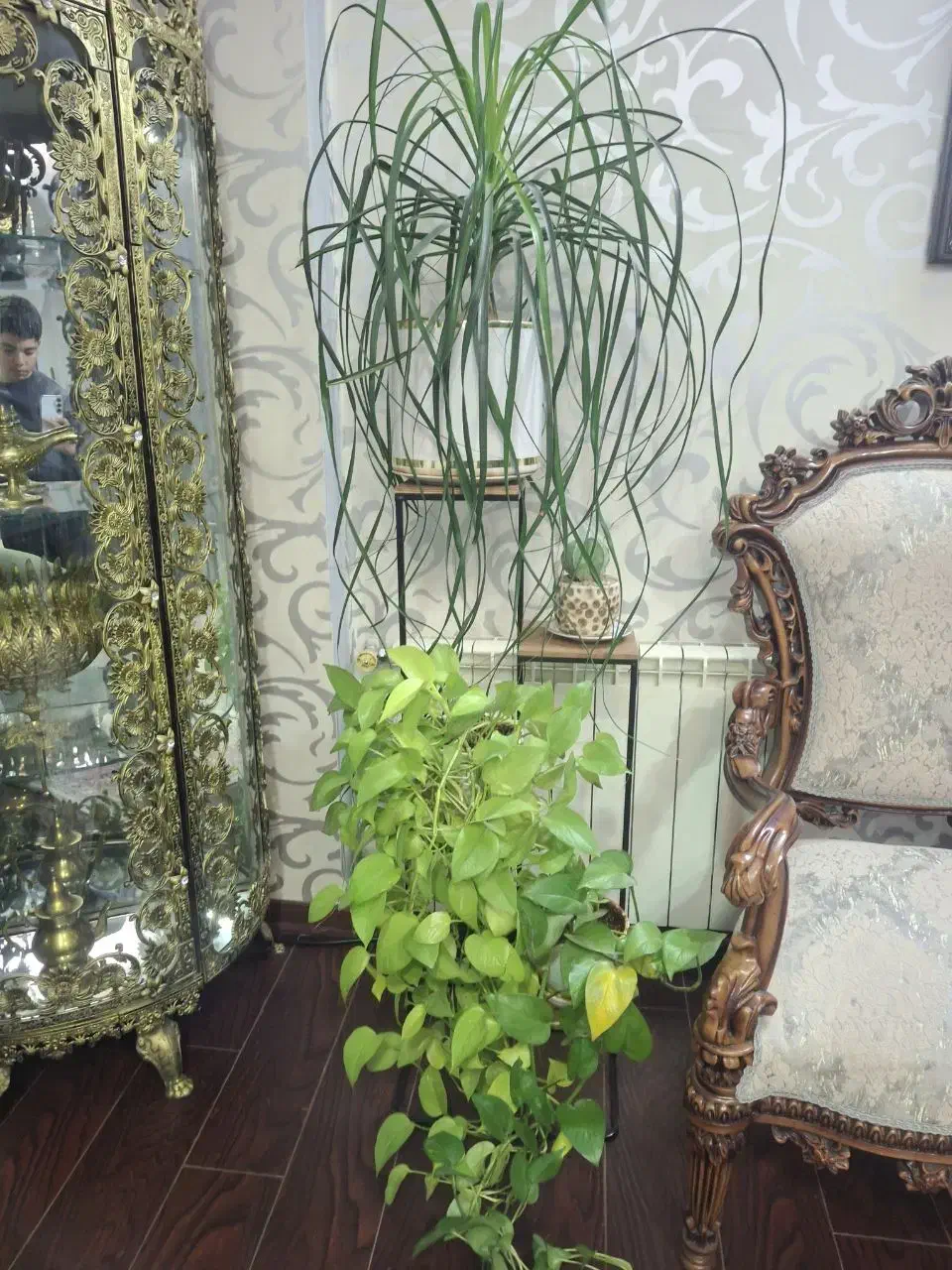 گل طبیعی|گل و گیاه طبیعی|تهران, آزادشهر|دیوار