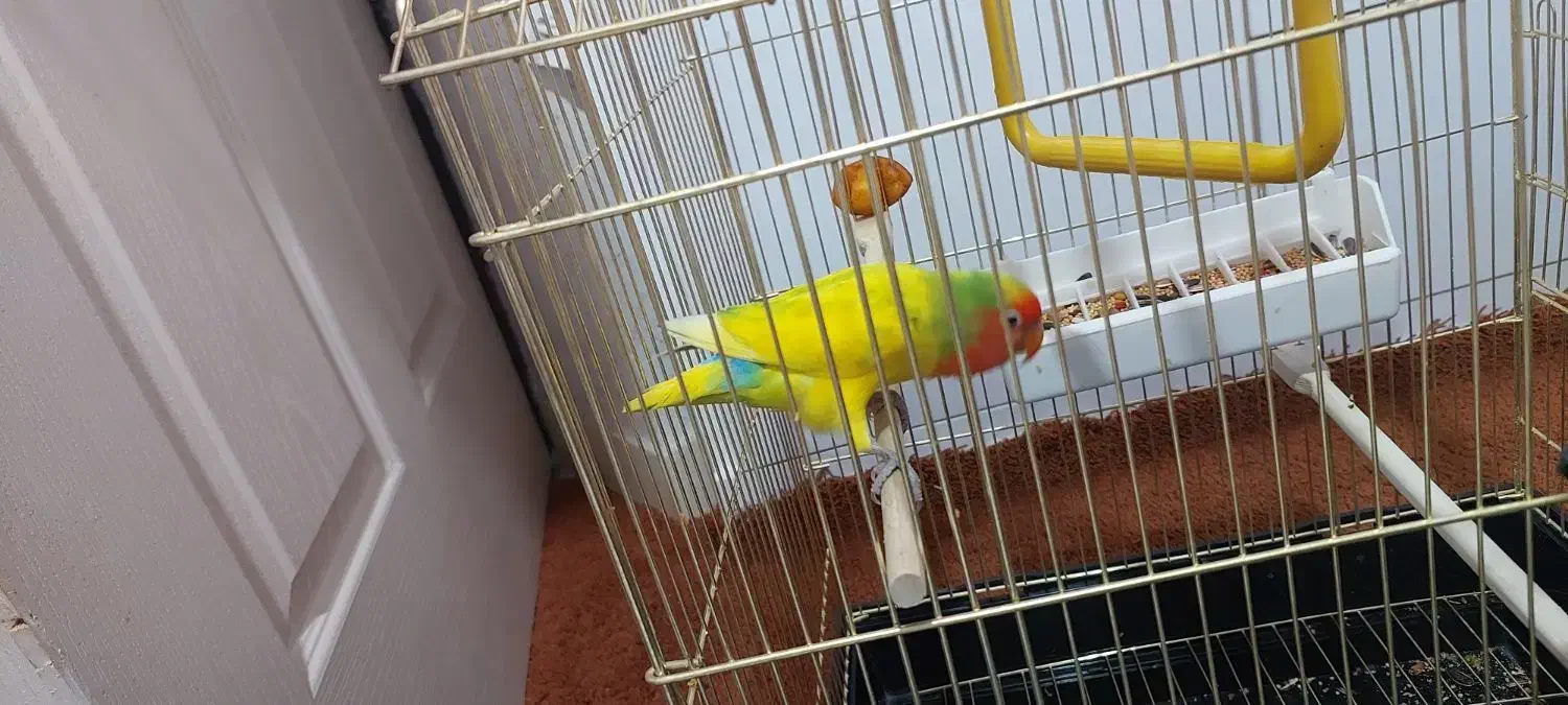 طوطی برزیلی|پرنده|هشتگرد, فاز ۱ مهستان|دیوار