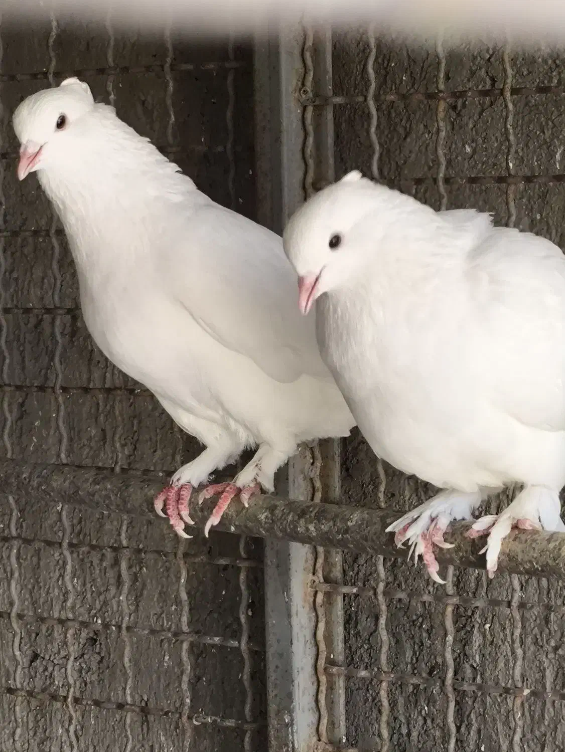 کبوتر کاکولی|پرنده|بشاریات, |دیوار