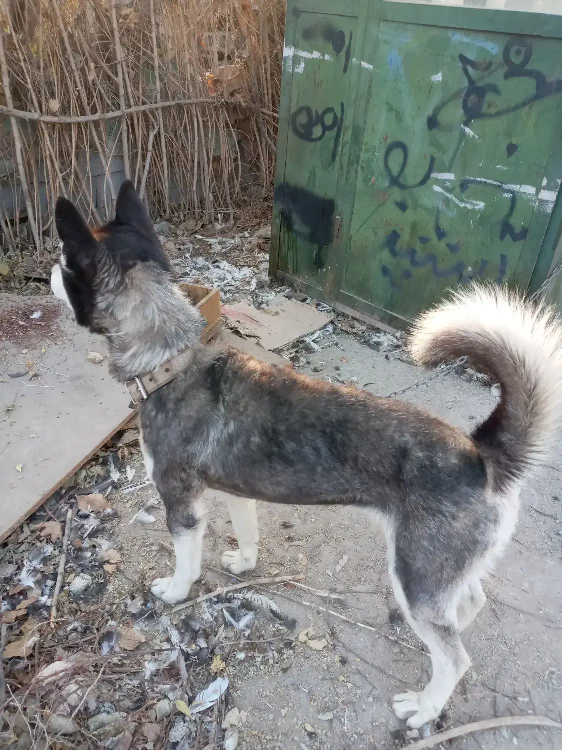 هاسکی نر|سگ|چهاردانگه (تهران), |دیوار