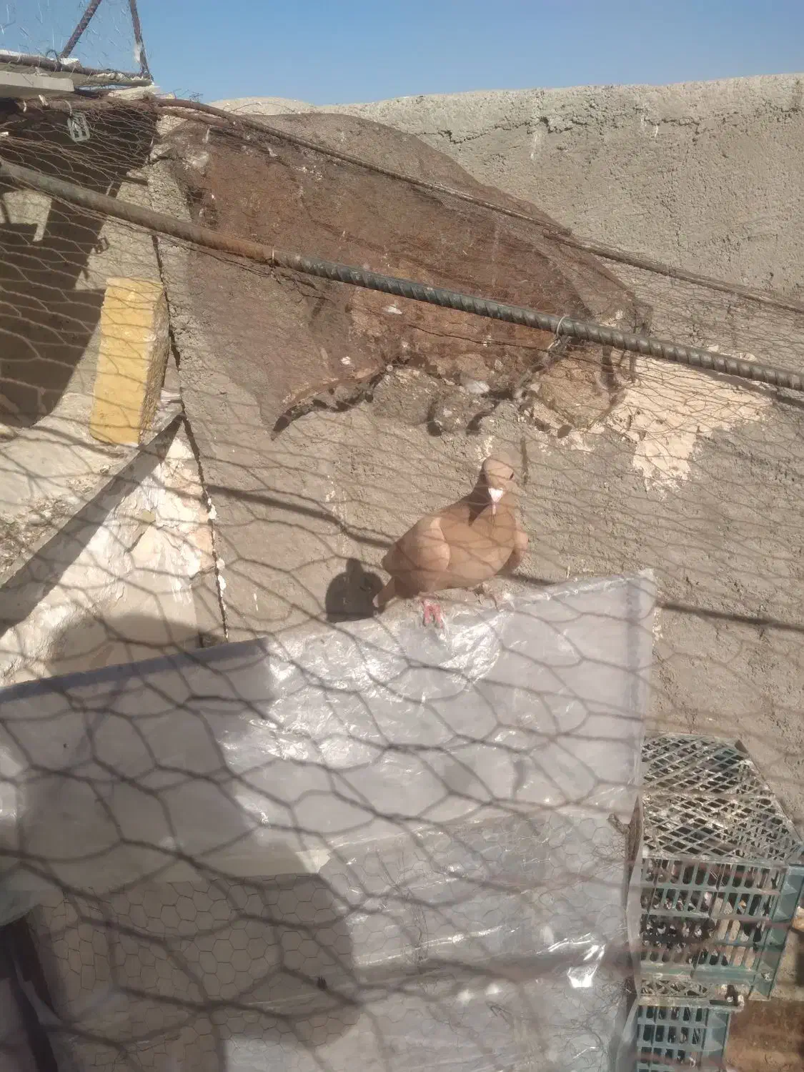 زرد کرمونی|پرنده|تربت‌حیدریه, یحیی آباد|دیوار