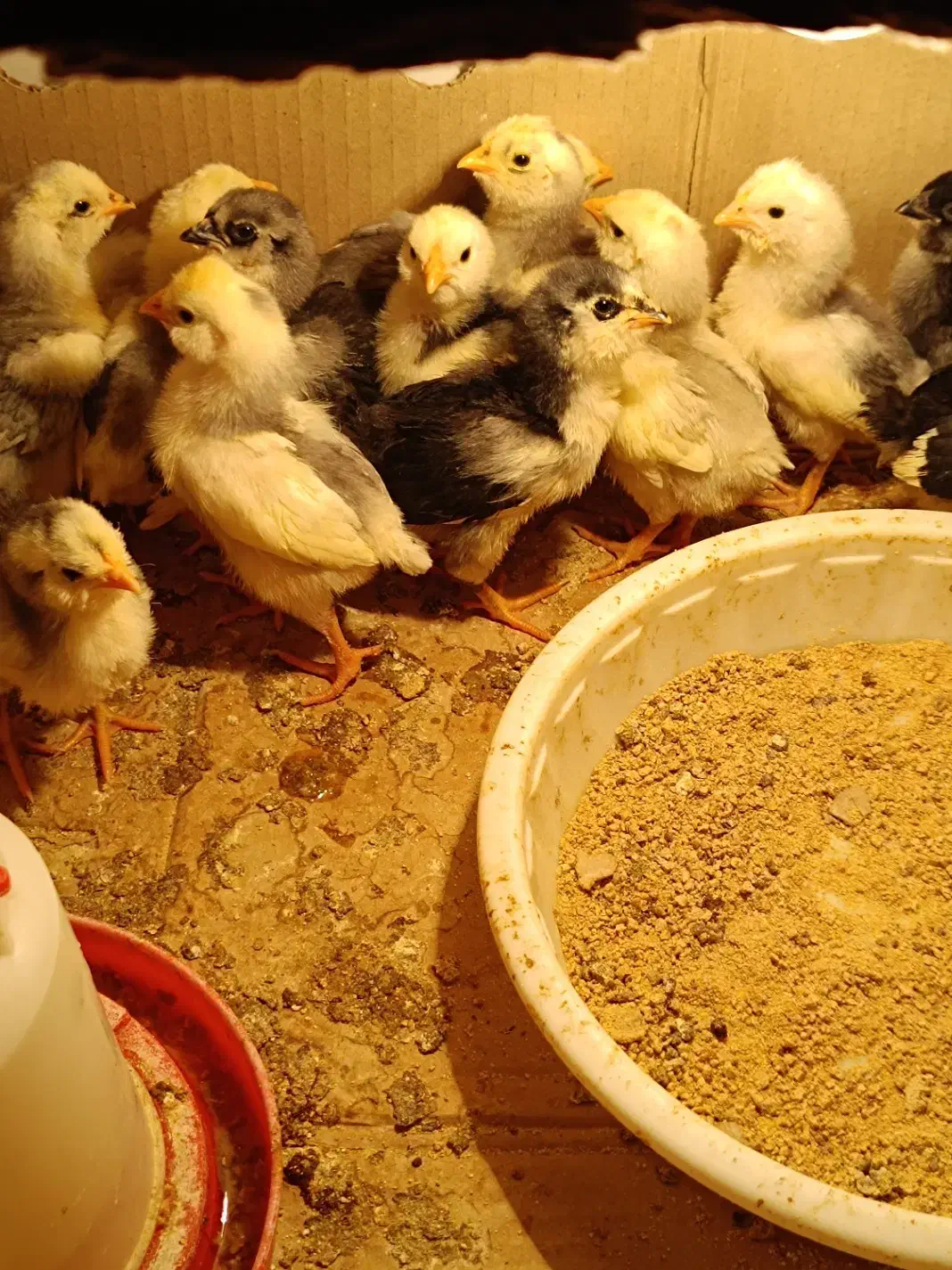 فروش جوجه و تخممرغ گلین طوسی|حیوانات مزرعه|قم, چهل درخت|دیوار