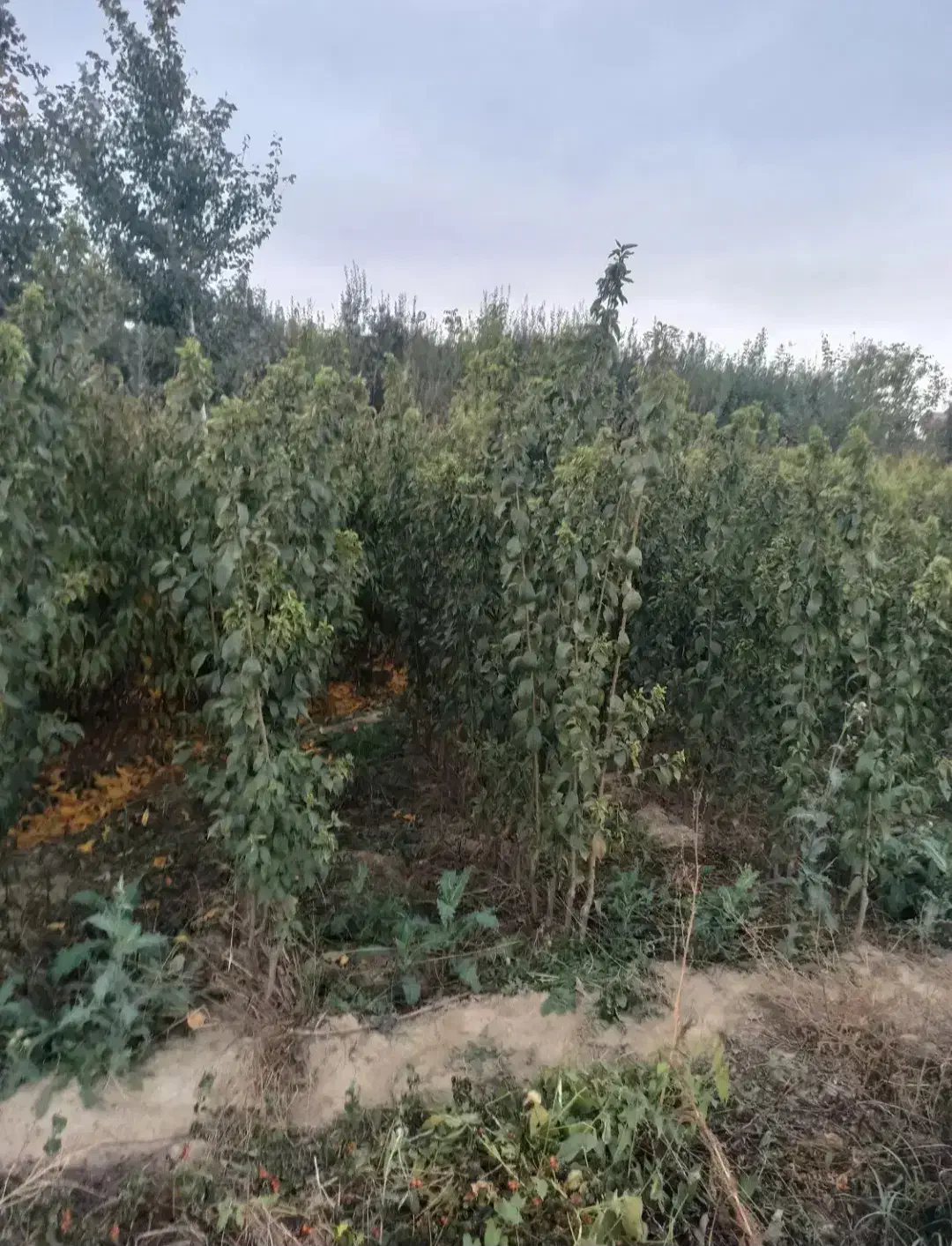 نهال انگور،مویز،گردو،گیلاس|خدمات باغبانی و درختکاری|تبریز, |دیوار