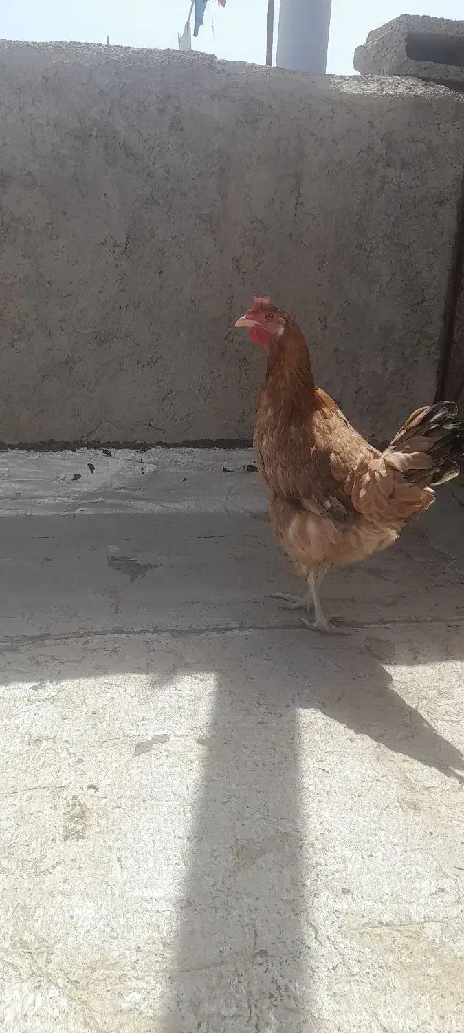 مرغ وخروس لاری|حیوانات مزرعه|هشتگرد, قاسم آباد بزرگ|دیوار
