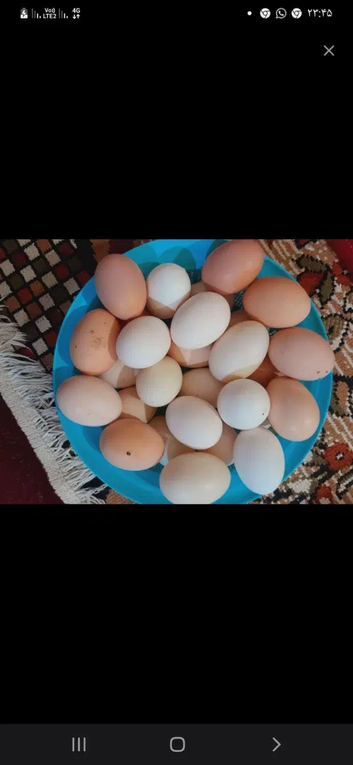 تخم مرغ محلی|خوردنی و آشامیدنی|صحنه, |دیوار