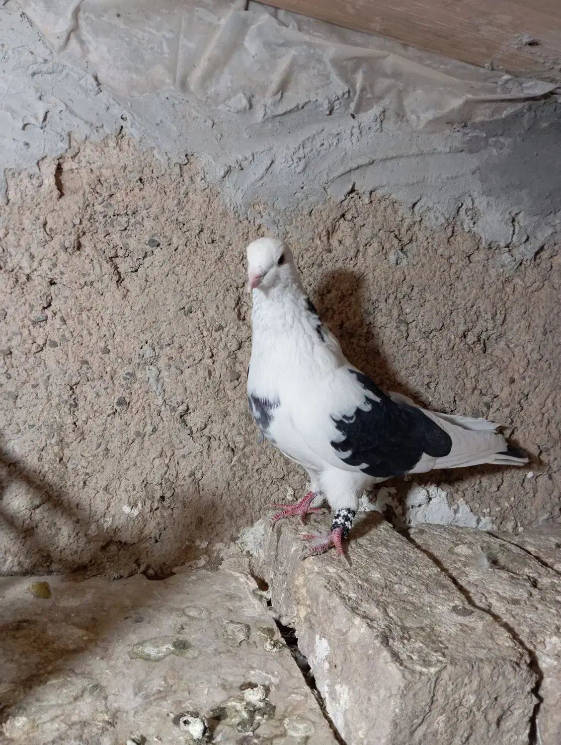 کفتر گمشده|حیوانات|شازند, |دیوار