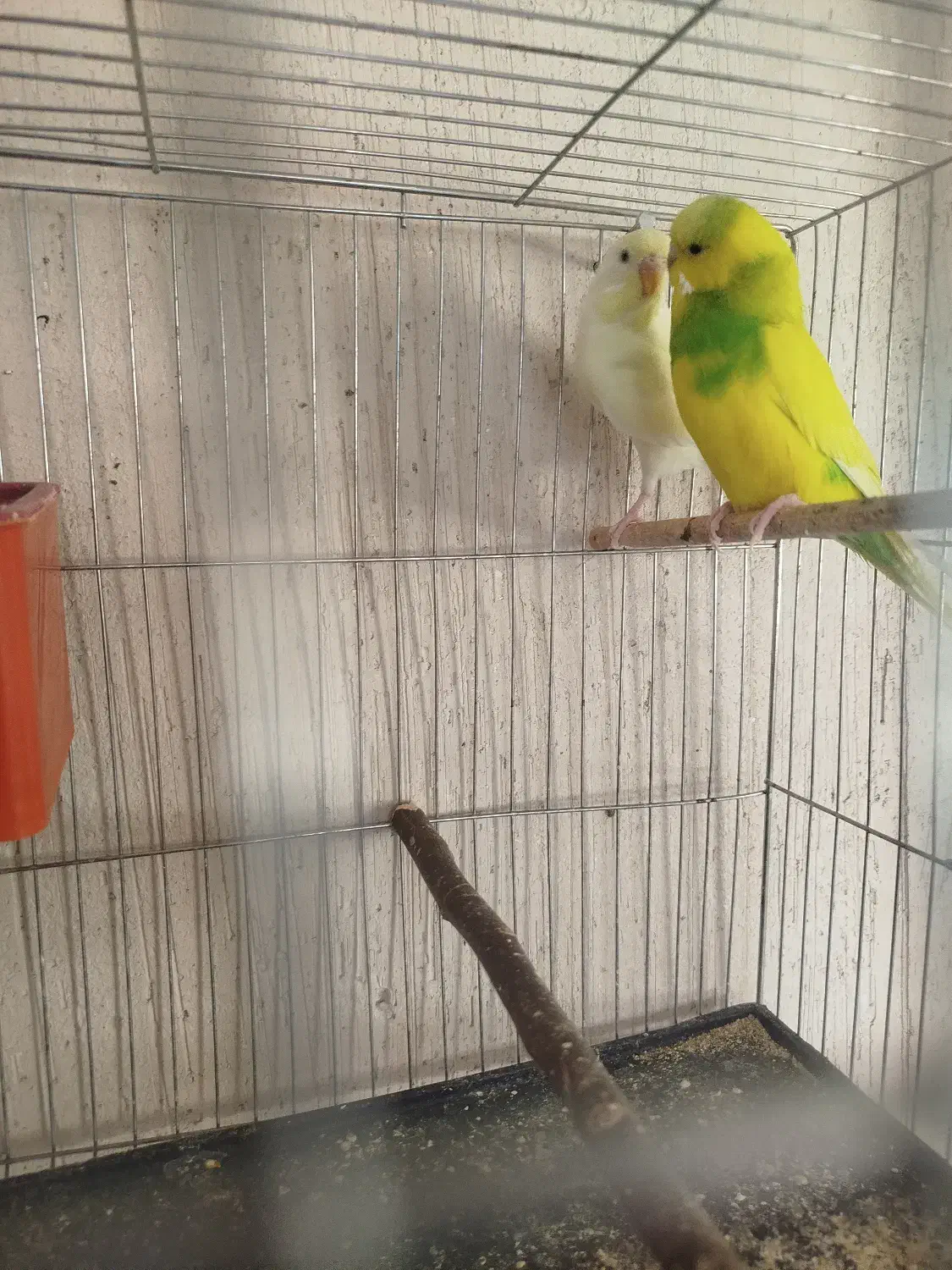 مرغ عشق جفت|پرنده|صوفیان, |دیوار