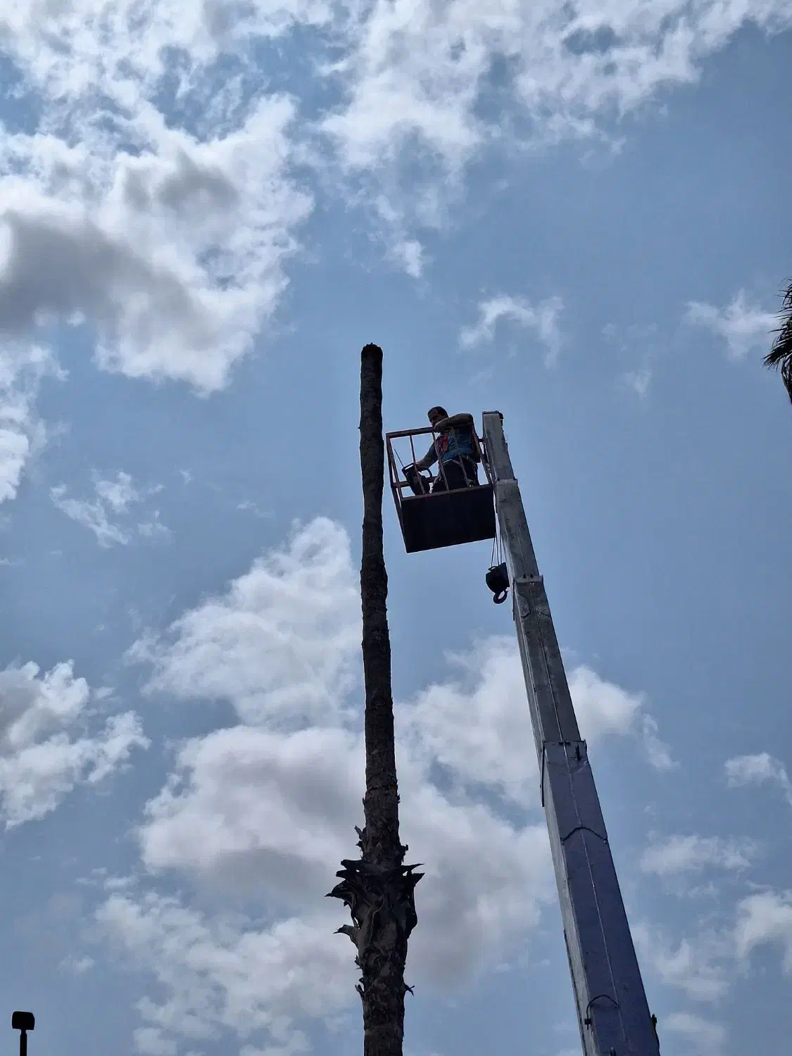 قطع درخت|خدمات باغبانی و درختکاری|گنبد کاووس, |دیوار