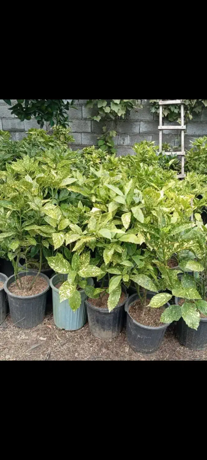 اکو با ژاپونی|گل و گیاه طبیعی|رامسر, |دیوار