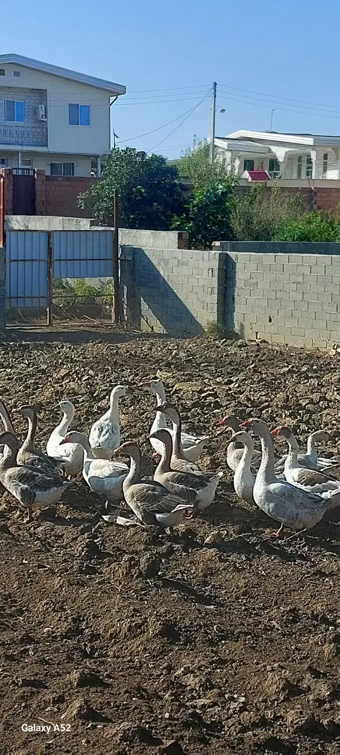 غاز های بالغ تخم گذار|حیوانات مزرعه|بهشهر, |دیوار