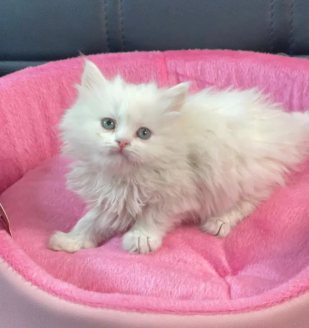 بچه. گربه. نژادار تخفیف دار مناسب کادوو|گربه|تهران, مرزداران|دیوار