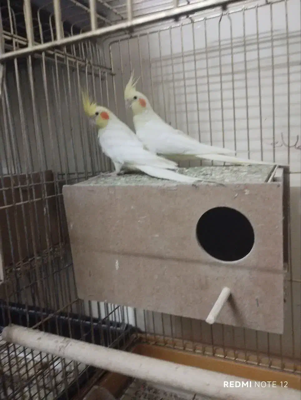 ۳ جفت عروس هلندی و قفس بزرگ|پرنده|اصفهان, خانه اصفهان|دیوار