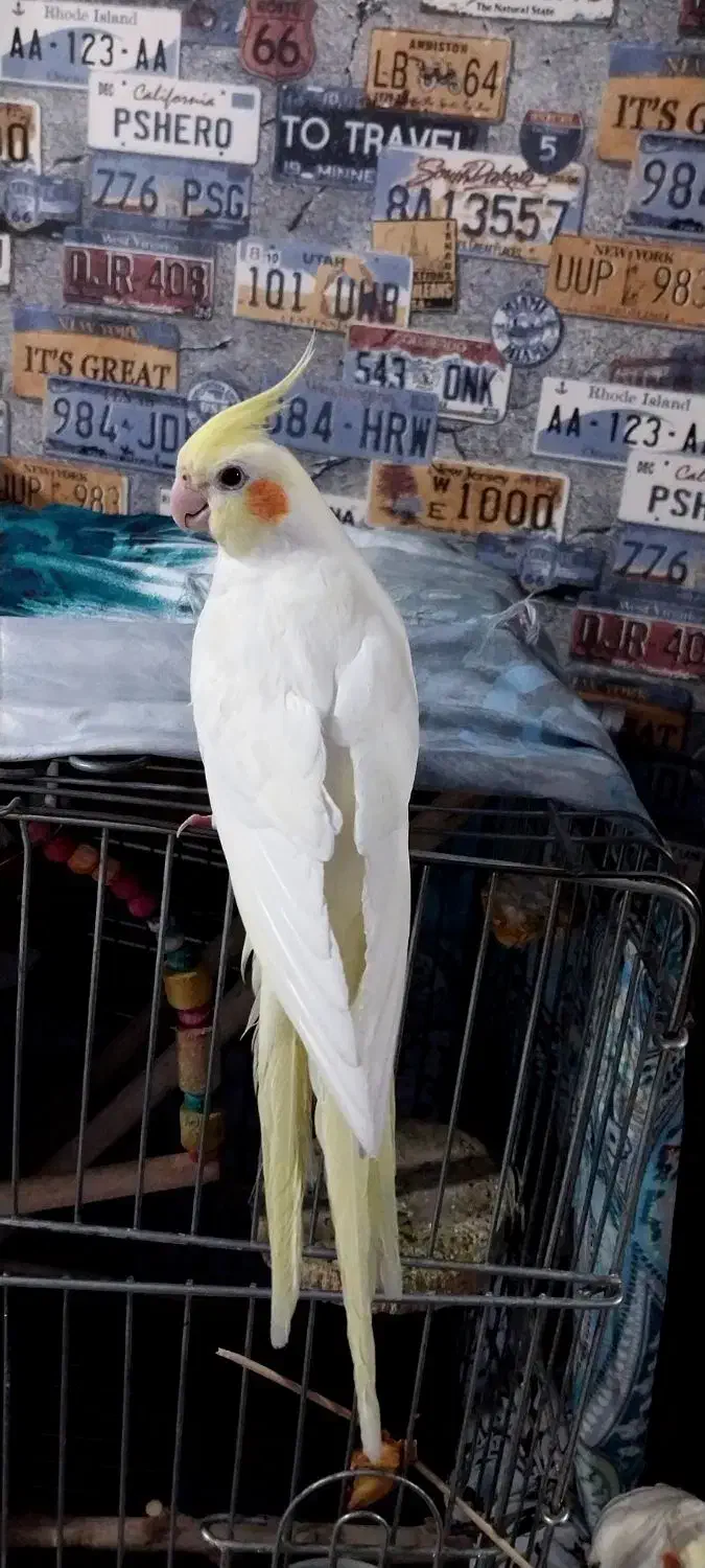 عروس هلندی رام دوستی|پرنده|تهران, باشگاه نفت|دیوار