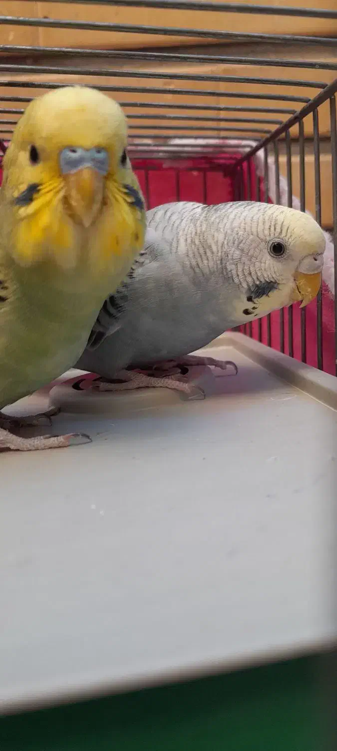 مرغ عشق|پرنده|قم, ولیعصر|دیوار