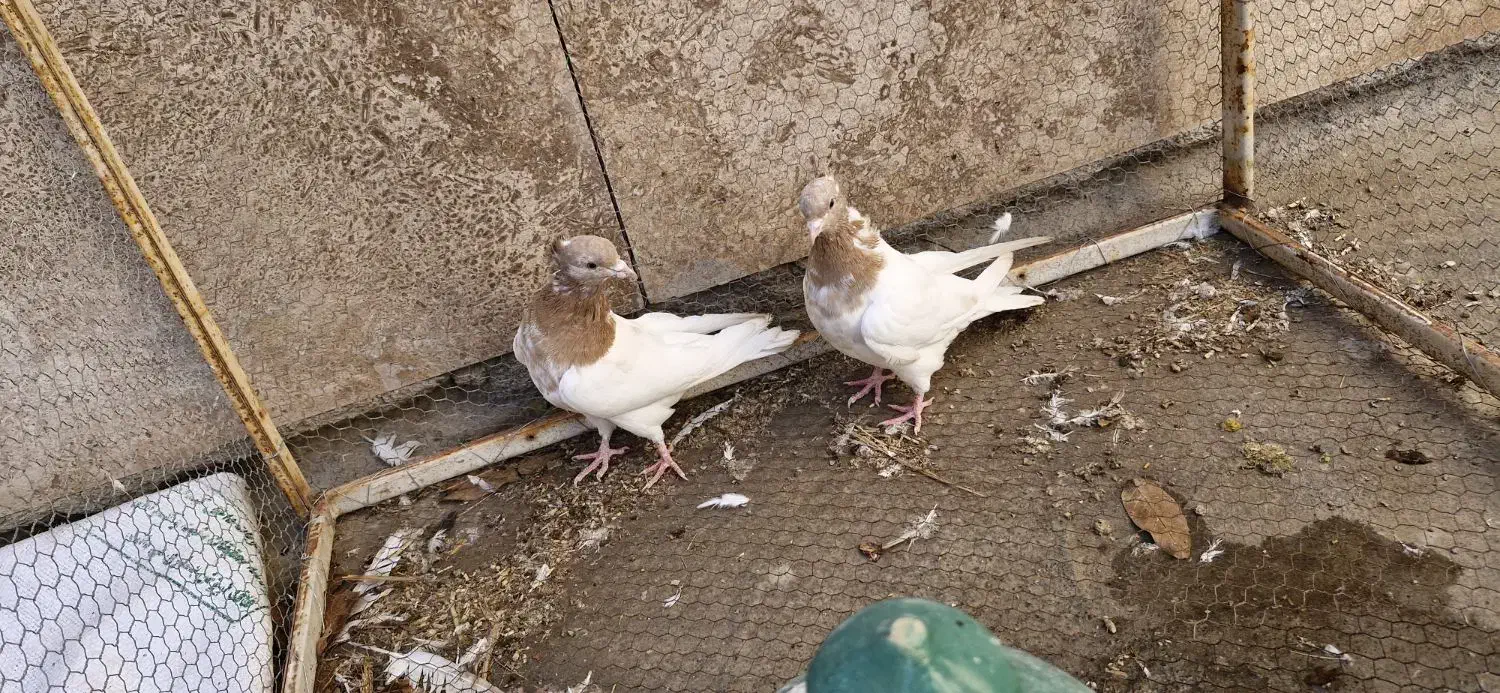 کبوتر کله ای زرد|پرنده|مبارکه, |دیوار