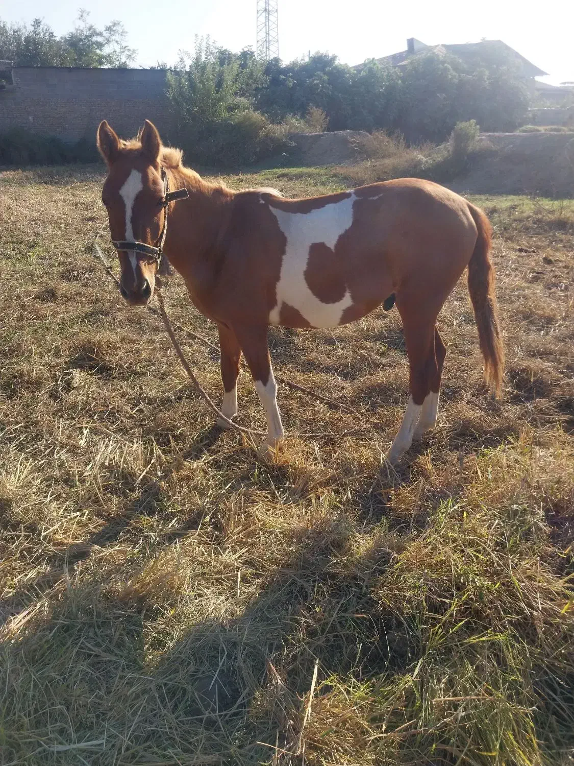 اسب|اسب و تجهیزات اسبسواری|گرگان, |دیوار