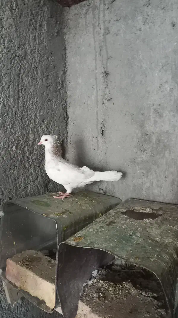 سرور|پرنده|اردکان, |دیوار